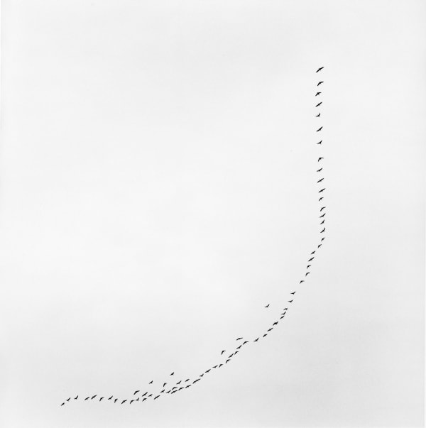 克里斯托弗.戴樂, 《鵝, Þórshöfn》 Flight of geese, Þórshöfn, 2012