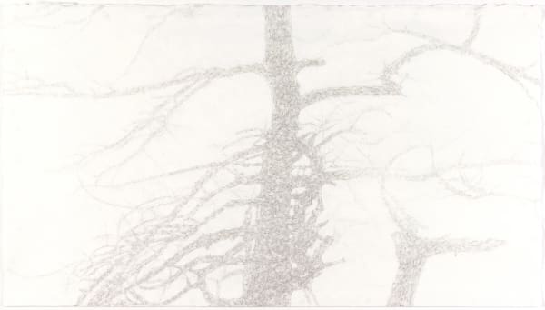 石晉華, 《犧牲樹 正傳》The Sacrifice Tree, 2016