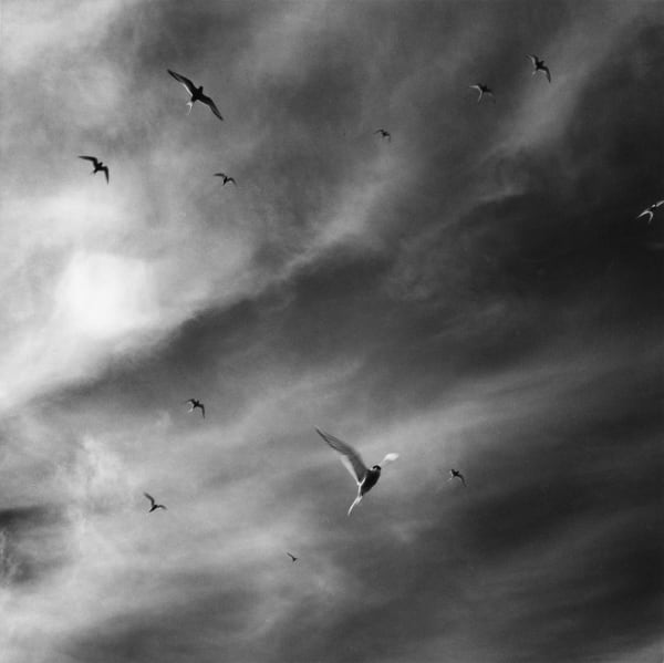 克里斯托弗.戴樂, 《北極燕鷗, Rif》 Arctic terns, Rif, Melrakkaslétta, 2015