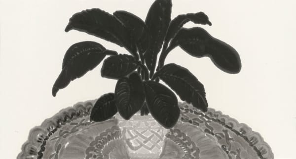 楊寓寧, 《無花的和平百合》 Peace Lily Without Flower, 2025