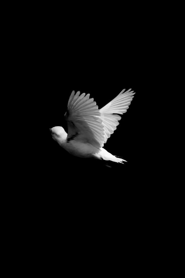 趙仁輝, 《新森林(翠鳥)I》 New Forest (Kingfisher) I, 2019