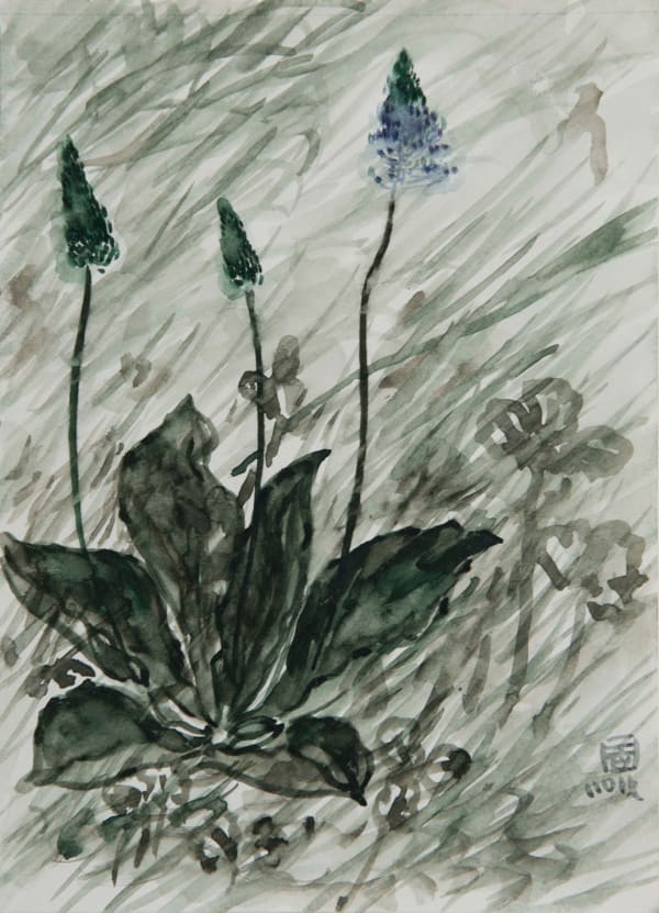 林銓居, 《車前草之二》 Plantago Asiatica II, 2019