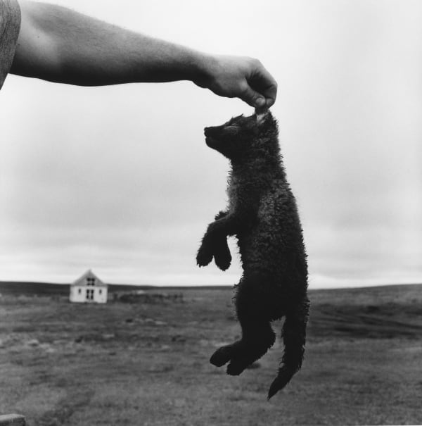 克里斯托弗.戴樂, 《獵狐人, Víðirhóll, Hólsfjöll》 Foxhunter, Víðirhóll, Hólsfjöll, 2015