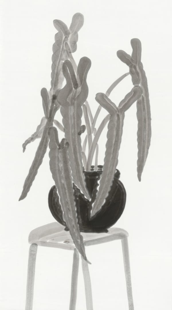 楊寓寧, 《椅子上的聖靈蔓綠絨》 Philodendron Spiritus-Sancti on a Chair, 2025