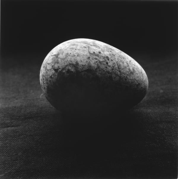 克里斯托弗．戴樂, 《海鳩蛋,Svalbarð Þistilfjörður 》 Guillemot Egg,Svalbarð Þistilfjörður , 2014