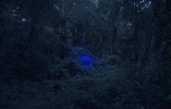 趙仁輝, 蜜蜂陷阱,來自《如何吃蜜蜂》系列 Bee Trap, from the series, How to Eat Bees, 2014