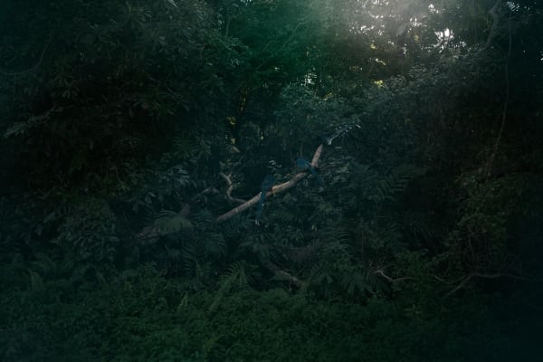 趙仁輝, 《一隻中國藍鵲,一隻台灣藍鵲與牠們的混血》 A Chinese Blue Magpie, A Taiwan Blue Magpie and Their Hybrid, Taiwan, 2019