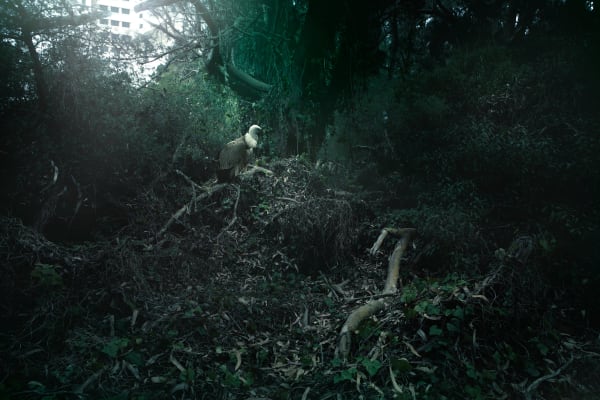 趙仁輝, 《喜馬拉雅格裡芬禿鷹,新加坡》 Himalayan Vulture, Singapore, 2019