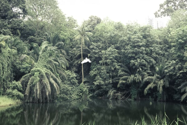 趙仁輝, 《新森林(翠鳥)II》 New Forest (Kingfisher) II, 2019