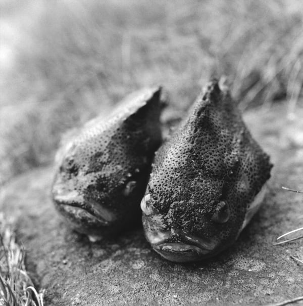克里斯托弗.戴樂, 《圓鰭魚,Þórshöfn》 lumpfish,Þórshöfn, 2013