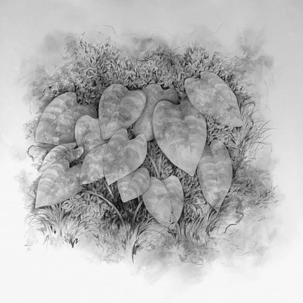 Jem MAGBANUA, ii. Taro , 2019