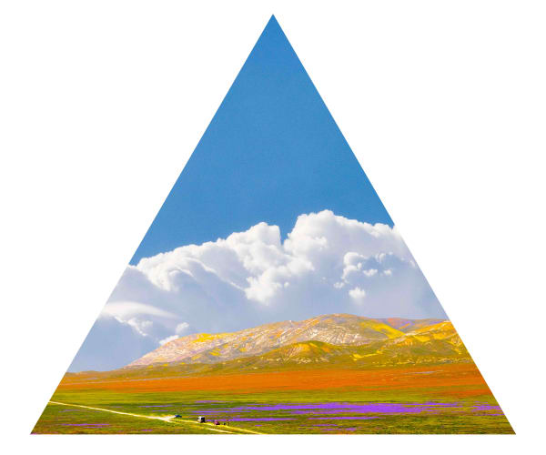 Marco Walker Superbloom, 2023 Anza-Borrego Desert State Park Lightbox 101.6 x 87.9 cm 40 x 35 Inches