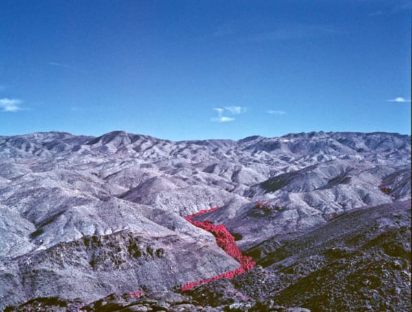 Marco Walker, Palm Valley, 2016
