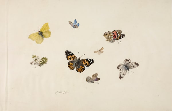 Anton Henstenburgh (1695-1781) Eight butterflies and moths