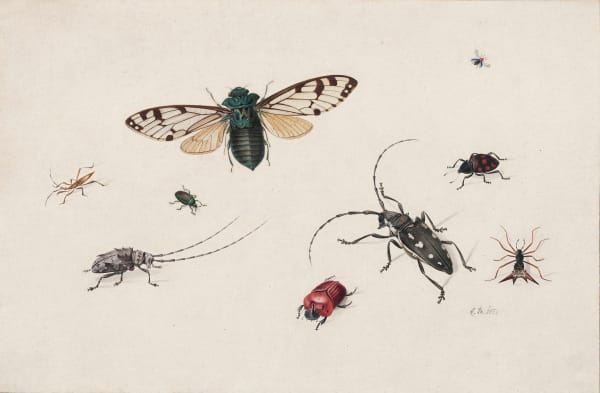 Johannes Bronckhorst, Insects
