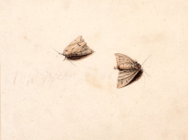 Master of the Arundel Sketchbook, moths