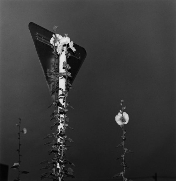 Issei Suda, Gujoshirotori, Gifu, 1983, 1983