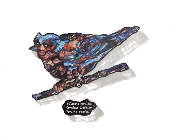 Dominique Paul, Cerulean Warbler, 2020