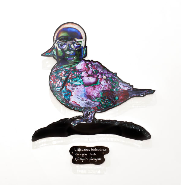 Dominique Paul, Harlequin Duck, 2020