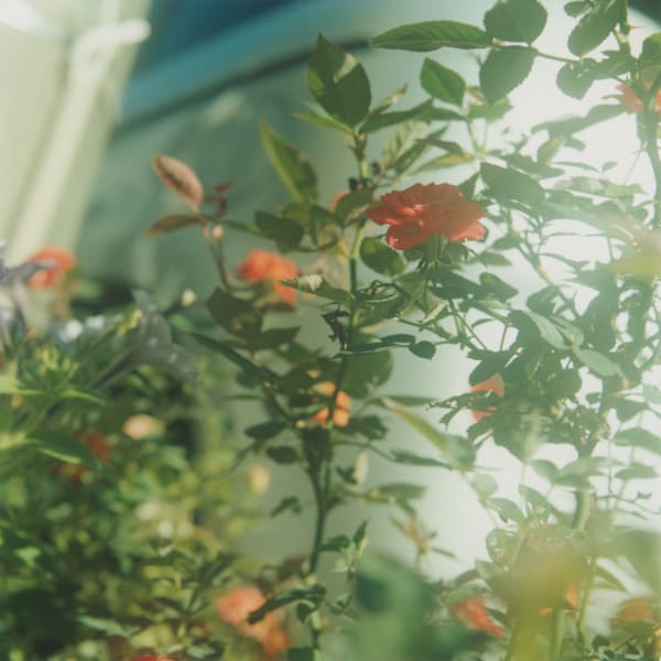Mikiko Hara, Untitled, 2016