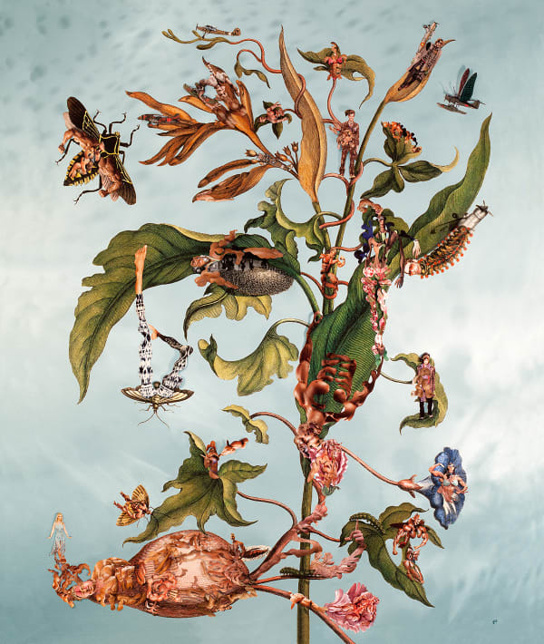 Dominique Paul, Insects of Surinam 19, 2013