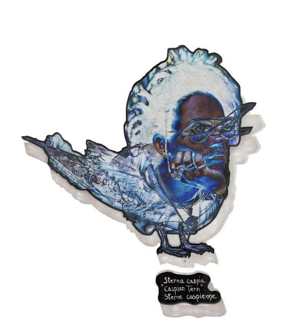 Dominique Paul, Caspian Tern, 2020