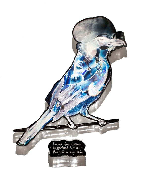 Dominique Paul, Loggerhead Shrike, 2020