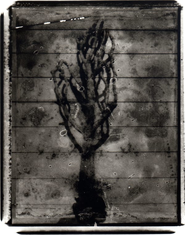 Kodo Tanaka, Succulents 10, 2002