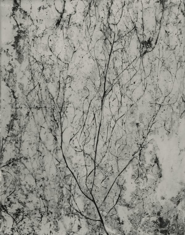 WV014 from the Weed Series