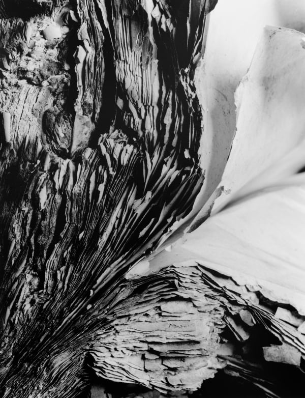 Hitoshi Fugo KAMI 16, 2001 Series: KAMI Gelatin silver print, printed in 2023 21 3/8 x 16 7/8 in 54.3 x 42.9 cm Edition of 10 plus 2 artist's proofs