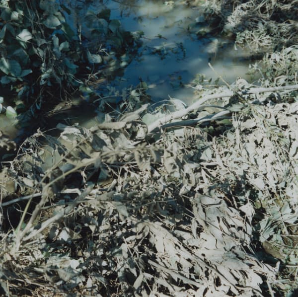 Mikiko Hara, Untitled, 2018