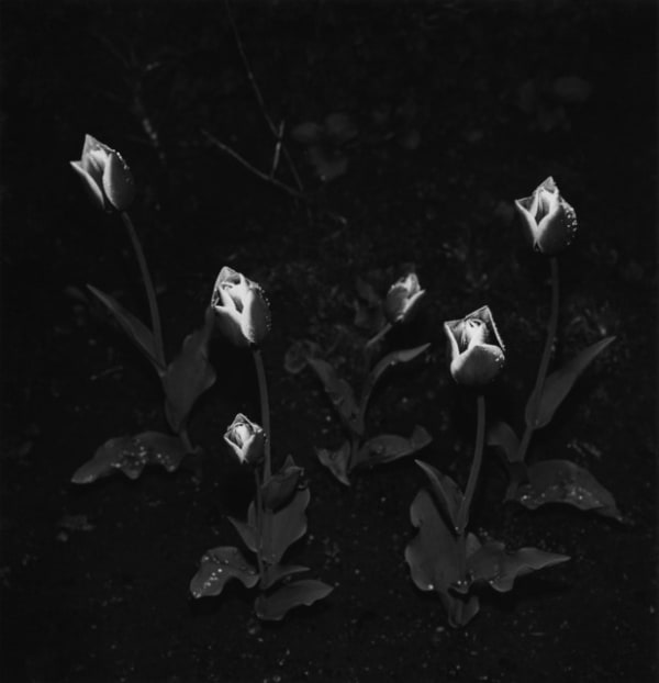 Issei Suda, Akabanedai, Kita-ku, 1981, 1981