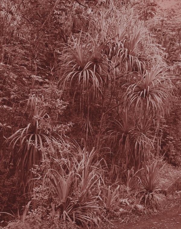 Yojiro Imasaka, Trade Winds 02, 2017