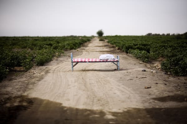 Hearts in Cotton Field