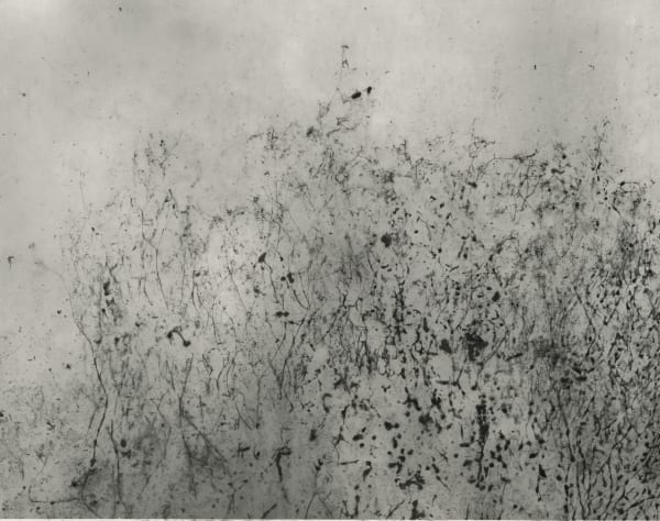 WV018 from the Weed Series