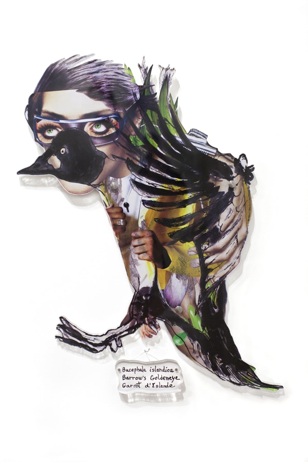 Dominique Paul, Barrow's Goldeneye, 2020