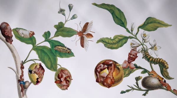 Dominique Paul, Insects of Surinam in Vitro, 2017