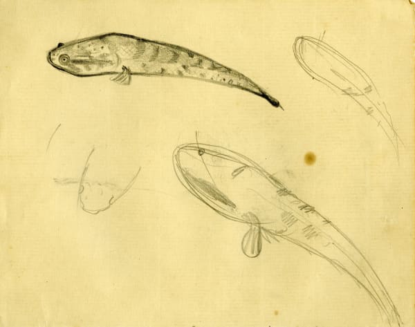 Benode Behari Mukherjee, Fish, 1931