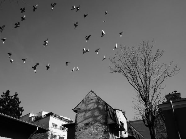 Codre Tudor Isac, Ziduri II, 2022