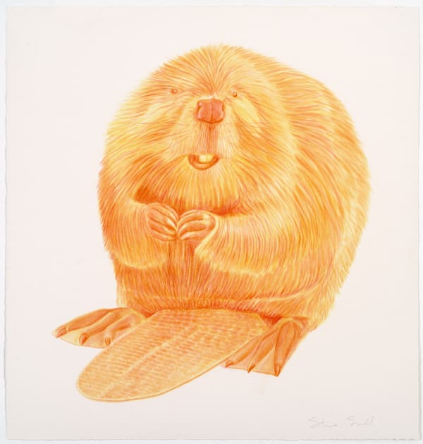 Steve Snell, Golden Beaver