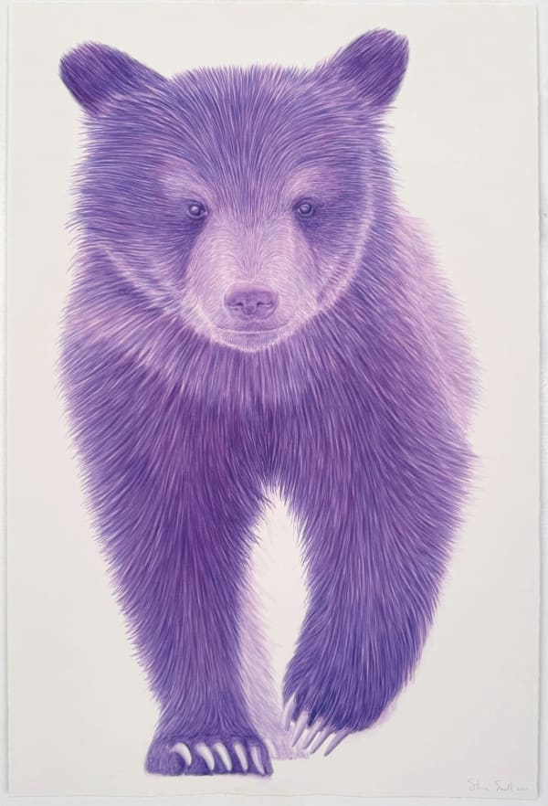 Steve Snell, Purple Bear Cub