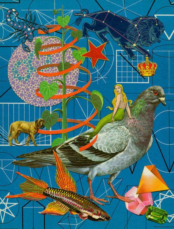 Anne Lemanski, Pigeon - Small