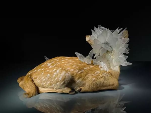 Alli Hoag, Trace Decay #1