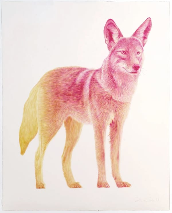 Steve Snell, Analogous Coyote