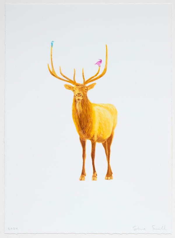 Steve Snell, Golden Elk Study