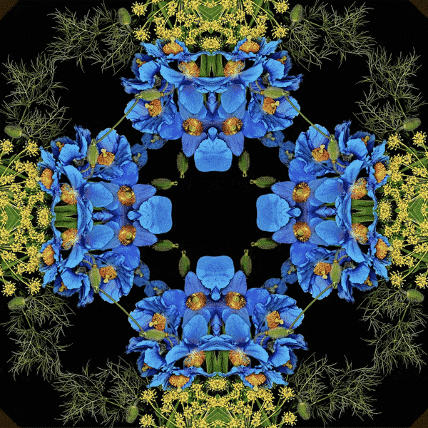 Tim Tate, Blue Neon Floral Lenticular