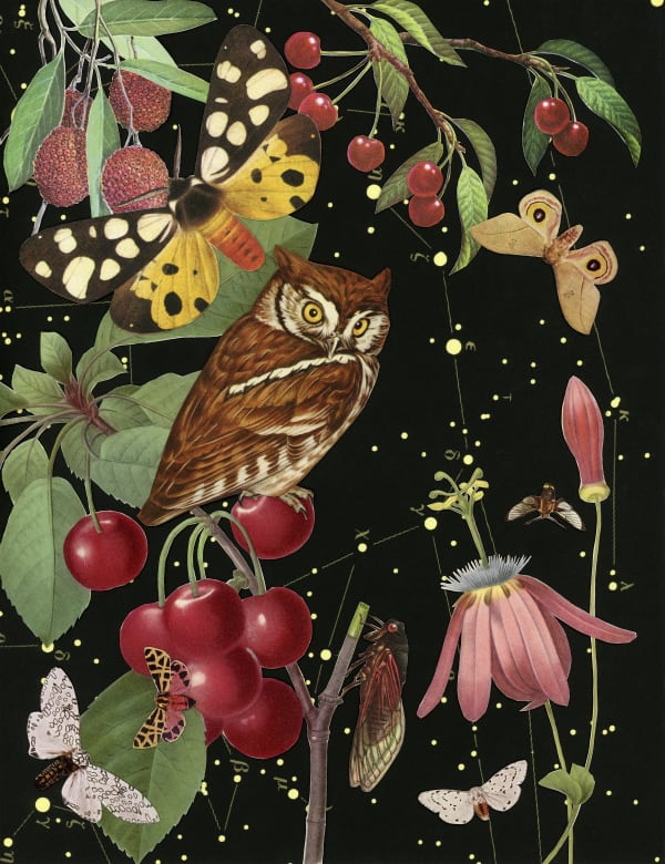 Anne Lemanski, Owl - Small