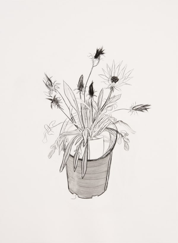 Sara Sanders, Gazania III