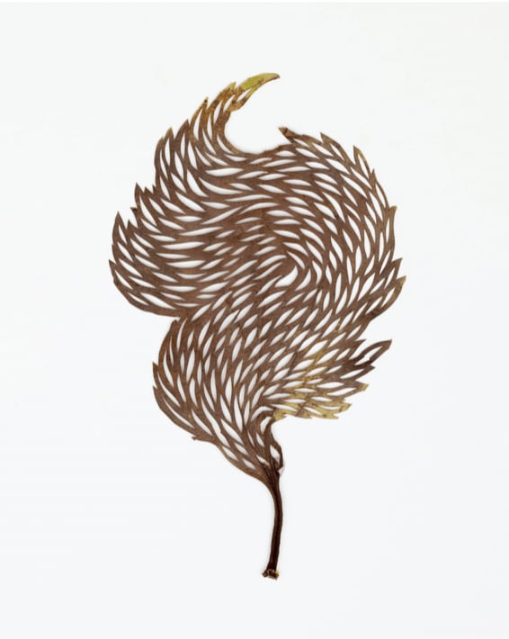 Hillary Waters Fayle, Revealed I