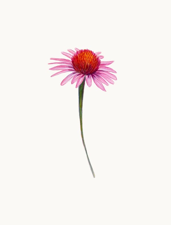 Steve Snell, Study - Flower